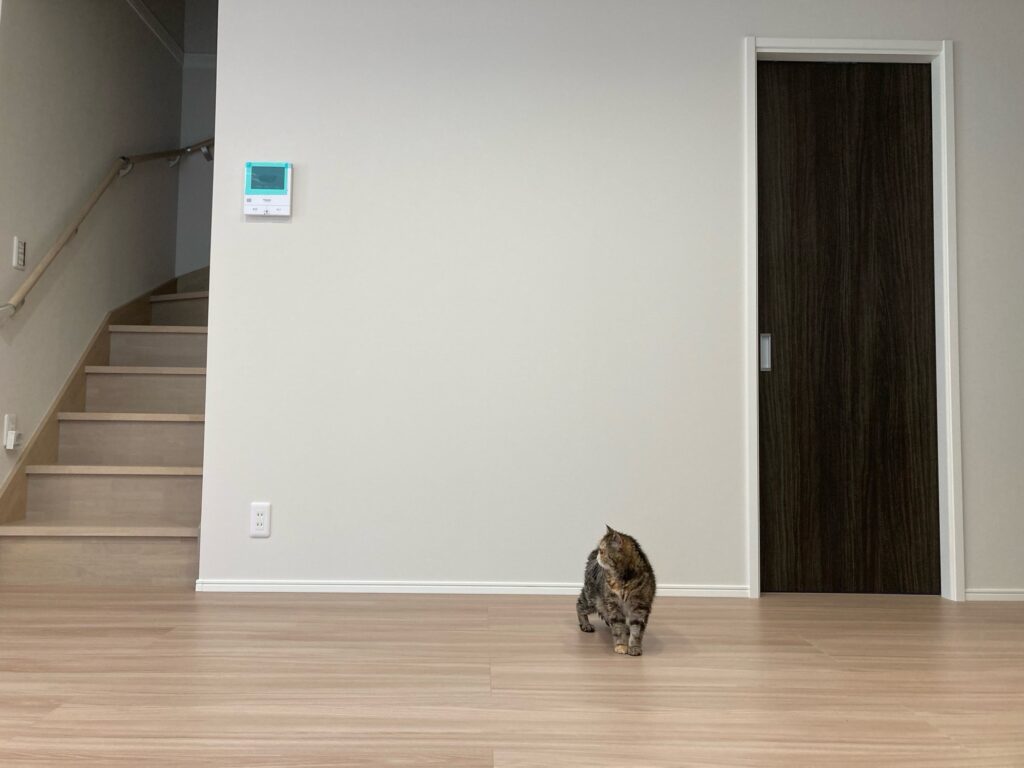 新居のLDKで猫がそわそわしている